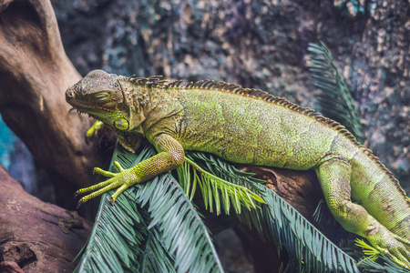 蜥龙类恐龙凯门鳄蜥蜴龙血树花草照片