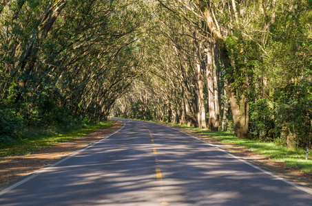 美丽的道路与自然隧道形成的 eucapilto 树, 绿色隧道的 Pinhal, 里奥格兰德做南