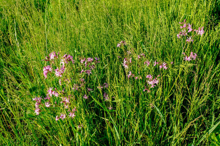 阳光明媚的草地与 dandellions 和雏菊在夏天在农村