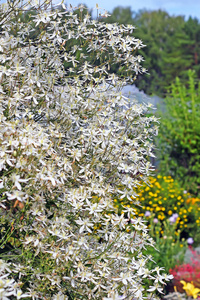 铁线莲。在他们的夏日小屋与许多小白花的藤蔓