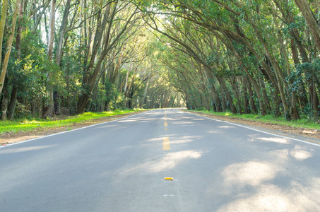 美丽的道路与自然隧道形成的 eucapilto 树, 绿色隧道的 Pinhal, 里奥格兰德做南