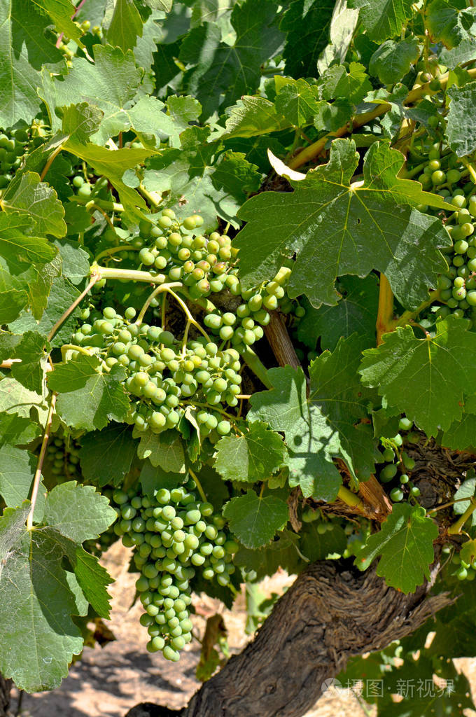 澳大利亚南部巴罗莎河谷葡萄园中的绿色葡萄澳洲最主要的酿酒产区之一