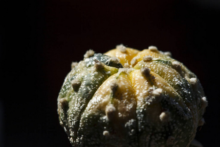 Castus astrophytum asteriumflowe