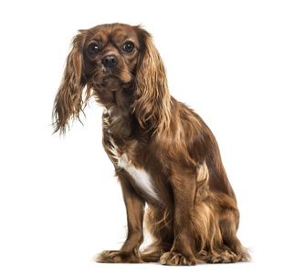 国王查尔斯骑士猎犬图片