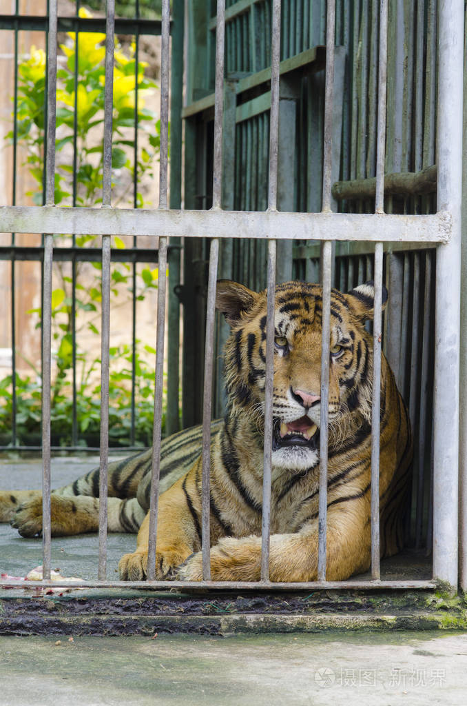 老虎在笼子里画像