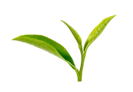 白底叶粉绿茶绿茶叶与茶种子查出的白色背景上明亮的绿茶叶子特写视图