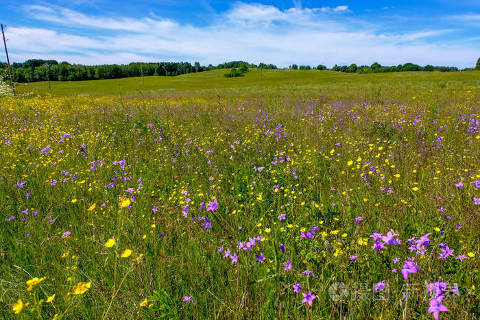 阳光明媚的草地与 dandellions 和雏菊在夏天在农村