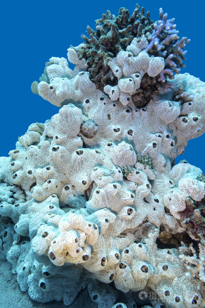 用大白海海绵底部的热带珊瑚礁