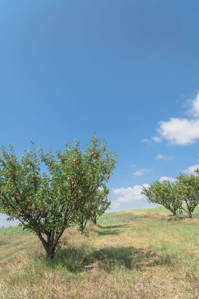 美国德克萨斯州瓦克沙哈契的本地农场有绿叶的新鲜有机梅花.