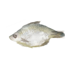 在白色的背景，手绘风格水彩插图孤立的鱼干