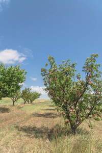 德州桃子果园一排熟果在树枝上再云蓝天。美国德克萨斯州瓦克沙哈契的本地农场有绿叶的新鲜有机梅花。园艺和农业背景