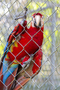 红鹦鹉金金刚鹦鹉在马瑙斯动物园的笼子里。巴西
