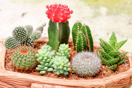 多刺的仙人掌植物与花照片