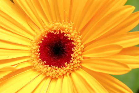 黄翠菊花卉图片