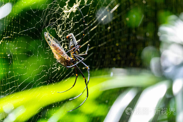 大蜘蛛在网上吃虫子野生动物中可怕的自然捕食者