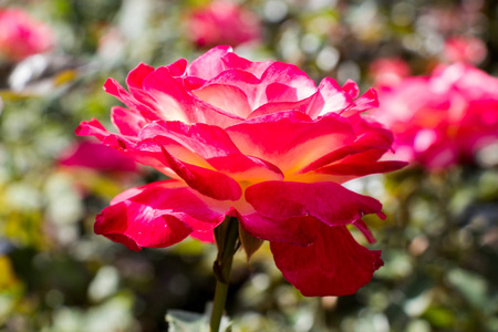美丽多彩玫瑰花朵花园背景