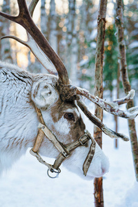 在冬季森林在芬兰拉普兰驯鹿