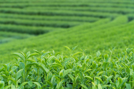 绿茶芽和叶。茶叶种植园