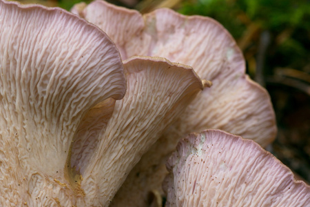 紫罗兰色蘑菇食用蘑菇详细