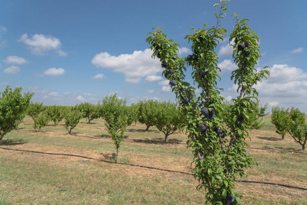 梅花果园与成熟的深蓝色李子在树枝上再次云蓝天空。美国德克萨斯州瓦克沙哈契的当地农场有绿叶的新鲜有机水果。园艺和农业背景
