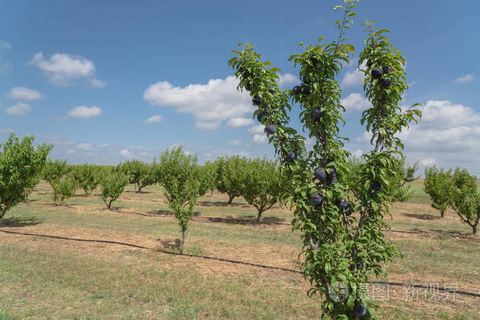 梅花果园与成熟的深蓝色李子在树枝上再次云蓝天空美国德克萨斯州瓦克