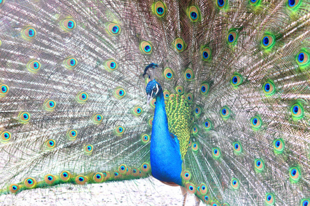 孔雀尾巴上的孔雀羽毛美丽的印度孔雀