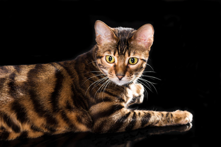 漂亮的虎斑猫唐突谎言在黑色背景上的猫品种 toyger照片