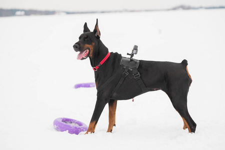 在雪地里训练和玩狗杜宾图片