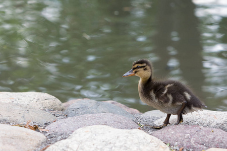 ducky阿纳托克洛恶习到stagno