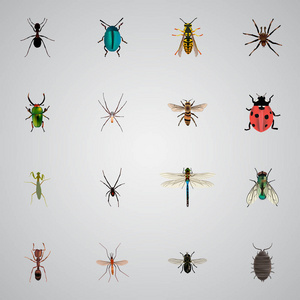 现实的蚱蜢 昆虫 微调框和其他向量元素。动物的现实符号集还包括蜂，蓝色，一缕对象