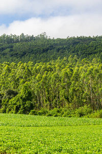 大豆人工林和桉树林