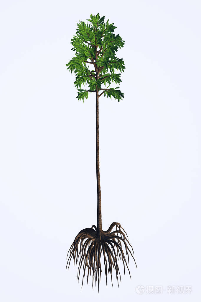 科达angulostriatus 树