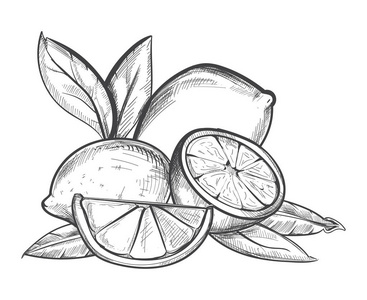 柠檬手画矢量插图黑白相间照片