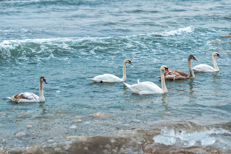 冬季游泳一大群野生天鹅游泳在冬季海上湾照片