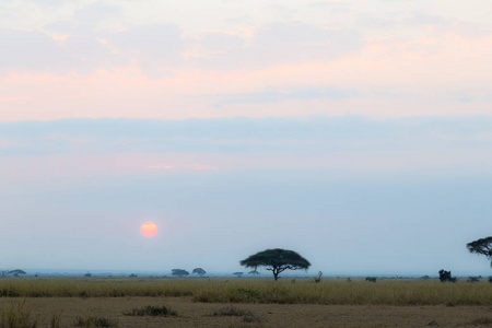 风景在大草原安博塞利。肯尼亚非洲