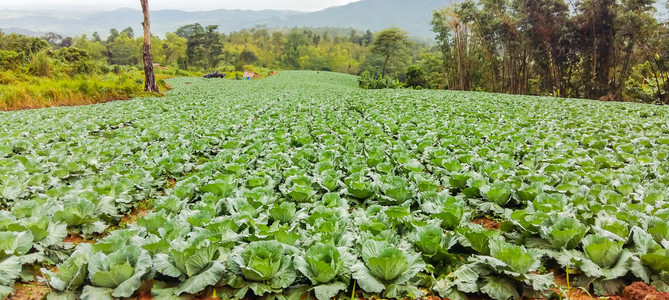 泰国山地种植的卷心菜