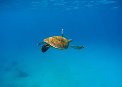 海龟在水与深蓝色背景中。水下摄影的野生海洋动物