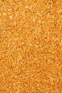 加工的小麦籽粒