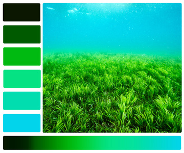 海洋生命水下与颜色调色板色板照片