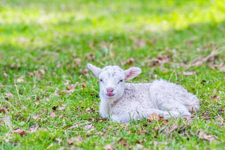 一只新生的白羊羔躺在绿色的草地上