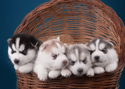 四个可爱的哈士奇小狗在篮子里.蓝色背景上照片