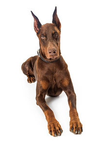 大型犬狗美丽的大 purebreed 红猎犬短毛猎犬狗躺在白色的背景面对
