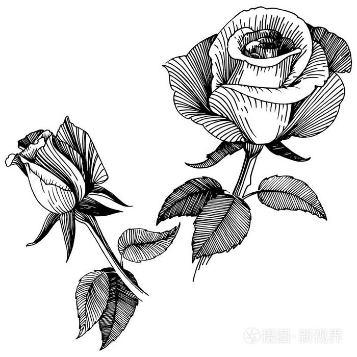 矢量玫瑰.花卉植物花.野生春叶野花分离.