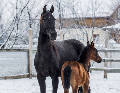 美丽的黑色母马与马驹在冬天的背景下下雪
