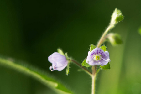 Brooklime Veronica Beccabunga 植物中的花照片 正版商用图片0yjnx9 摄图新视界 Brooklime Veronica Beccabunga 植物中的花照片 正版商用图片0yjnx9 摄图新视界