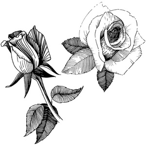 矢量玫瑰。花卉植物花。野生春叶野花分离。背景纹理包装图案框架或边框的矢量野花