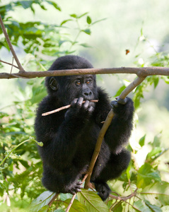 刚果大猩猩宝宝