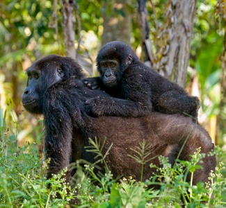 母亲刚果大猩猩与幼崽图片