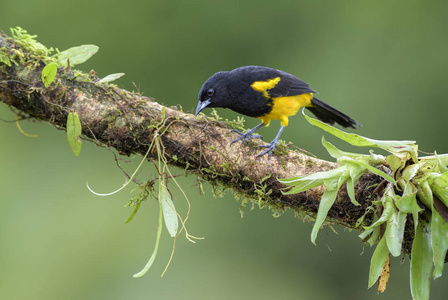 Hispaniolan 黄鹂黄疸 dominicensis, 美丽的黄色和黑色栖息鸟类从中美洲森林, 哥斯达黎加