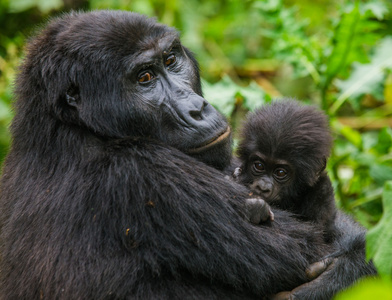 母亲刚果大猩猩与幼崽